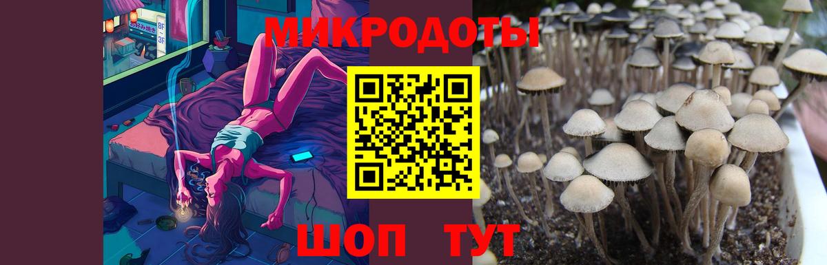 Псилоцибиновые грибы Cubensis Фролово